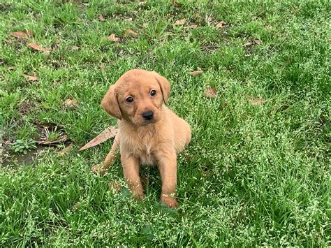 labrador tudor|labrador retriever uk.